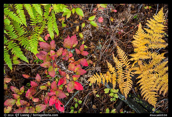 Close-up of ferns and berry plants in autumn, North Cascades National Park Service Complex.  (color)