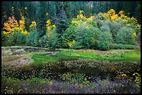 Pond in autumn, North Cascades National Park Service Complex. Washington, USA.