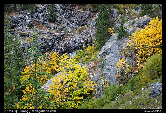 Trees and cliffs in autumn, North Cascades National Park Service Complex.  (color)