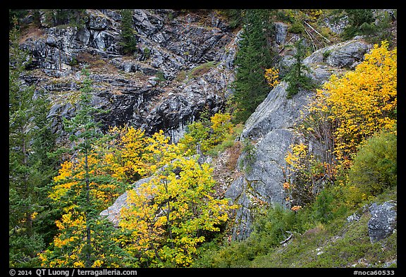Trees and cliffs in autumn, North Cascades National Park Service Complex.  (color)