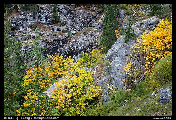 Trees and cliffs in autumn, North Cascades National Park Service Complex. Washington, USA.