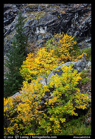 Vine maple in fall foliage against cliffs, North Cascades National Park Service Complex. Washington, USA.