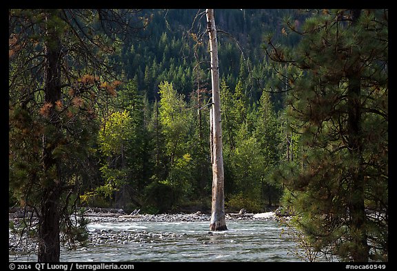 Lone dead tree standing in Stehekin River, North Cascades National Park Service Complex. Washington, USA.