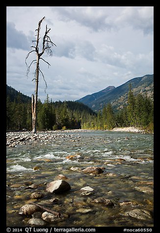 Isolated dead tree, Stehekin River, North Cascades National Park Service Complex.  (color)