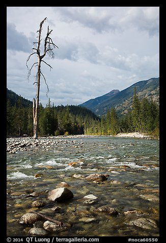 Isolated dead tree, Stehekin River, North Cascades National Park Service Complex. Washington, USA.