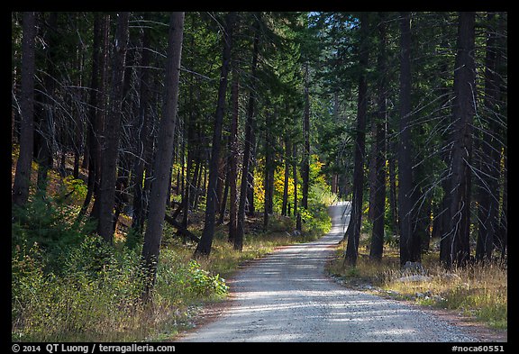 Road in forest, Stehekin Valley, North Cascades National Park Service Complex. Washington, USA.