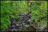 Stream, Stehekin, North Cascades National Park Service Complex.  ( color)