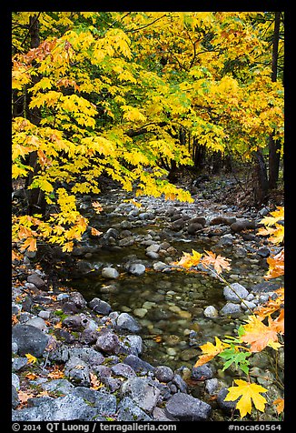 Stream and trees in autum foliage, Stehekin, North Cascades National Park Service Complex. Washington, USA.