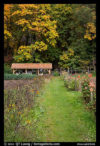 Organic garden, Stehekin, North Cascades National Park Service Complex.  (color)