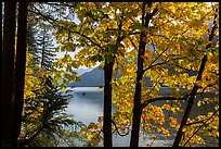 Trees in fall foliage on shore of Lake Chelan, Stehekin, North Cascades National Park Service Complex. Washington, USA.