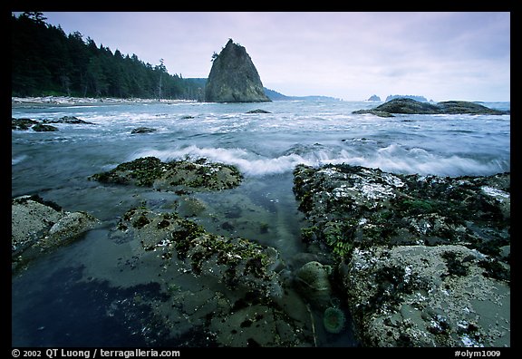 Tidepool at Rialto beach. Olympic National Park (color)