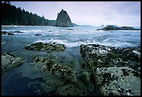 Tidepool at Rialto beach. Olympic National Park, Washington, USA.