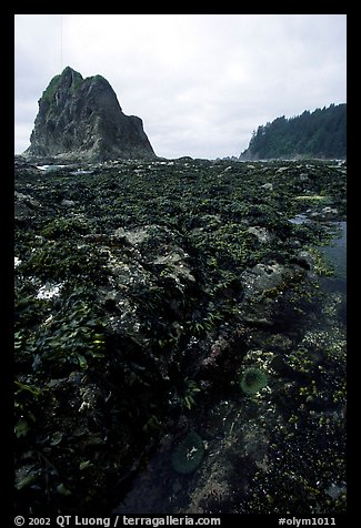 Tidepool at Rialto beach. Olympic National Park, Washington, USA.