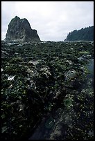 Tidepool at Rialto beach. Olympic National Park ( color)