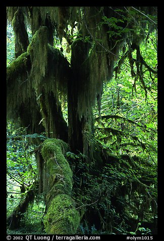 Club moss on vine maple and bigleaf maple in Hoh rain forest. Olympic National Park, Washington, USA.