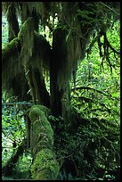 Club moss on vine maple and bigleaf maple in Hoh rain forest. Olympic National Park, Washington, USA.