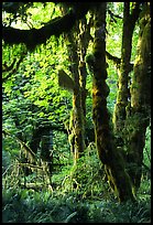Epiphytic spikemoss on maple trees, Hoh rain forest. Olympic National Park, Washington, USA. (color)