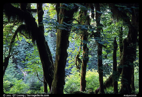 Club moss on vine maple and bigleaf maple in Hoh rain forest. Olympic National Park (color)