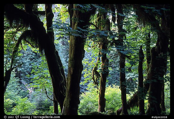 Club moss on vine maple and bigleaf maple in Hoh rain forest. Olympic National Park, Washington, USA.