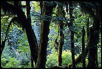 Club moss on vine maple and bigleaf maple in Hoh rain forest. Olympic National Park, Washington, USA.