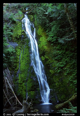 Mossy waterfall , Elwha valley. Olympic National Park, Washington, USA.