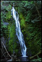 Mossy waterfall , Elwha valley. Olympic National Park, Washington, USA. (color)