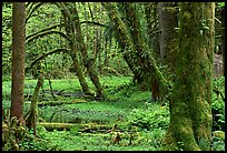 Mosses, trees, and pond, Quinault rain forest. Olympic National Park ( color)
