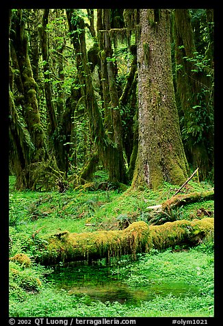 Mosses and trees, Quinault rain forest. Olympic National Park, Washington, USA.