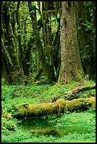 Mosses and trees, Quinault rain forest. Olympic National Park, Washington, USA.