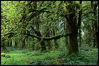 Green Mosses and trees, Quinault rain forest. Olympic National Park, Washington, USA. (color)