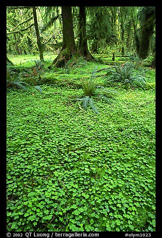 Forest floor carpeted with clovers, Quinault rain forest. Olympic National Park (color)