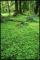 Forest floor carpeted with clovers, Quinault rain forest. Olympic National Park, Washington, USA. (color)