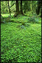 Forest floor carpeted with clovers, Quinault rain forest. Olympic National Park, Washington, USA.