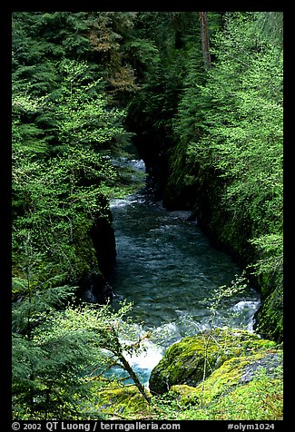 Quinault river in gorge. Olympic National Park, Washington, USA.