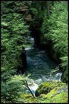 Quinault river in gorge. Olympic National Park, Washington, USA. (color)