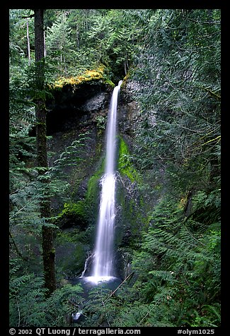 Marymere falls framed by trees. Olympic National Park, Washington, USA.