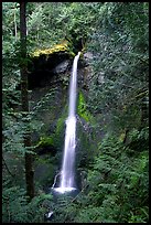 Marymere falls framed by trees. Olympic National Park, Washington, USA. (color)