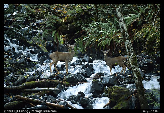 Deer standing in creek. Olympic National Park, Washington, USA.