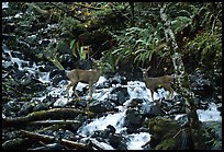 Deer standing in creek. Olympic National Park, Washington, USA.