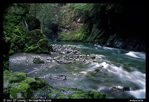 North fork of the Quinault river. Olympic National Park, Washington, USA.