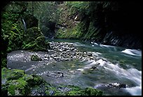 North fork of the Quinault river. Olympic National Park, Washington, USA.