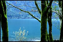 Moss-covered trees on  shore of Crescent lake. Olympic National Park, Washington, USA.