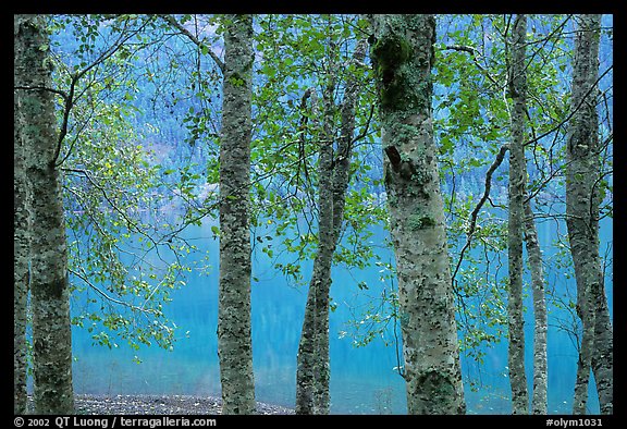 Trees and turquoise waters of Crescent lake. Olympic National Park, Washington, USA.