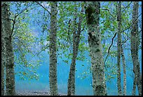 Trees and turquoise waters of Crescent lake. Olympic National Park, Washington, USA. (color)