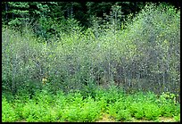 Trees with new leaves in spring. Olympic National Park, Washington, USA.