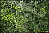 Branches and moss in spring. Olympic National Park, Washington, USA. (color)