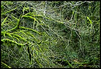 Branches and moss in spring. Olympic National Park, Washington, USA.