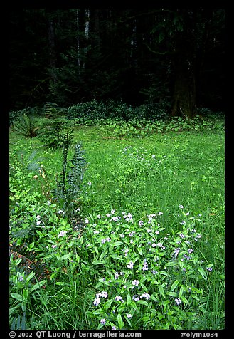 Spring growth in meadow. Olympic National Park, Washington, USA.