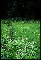 Spring growth in meadow. Olympic National Park, Washington, USA.