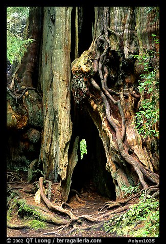 Cedar tree. Olympic National Park (color)